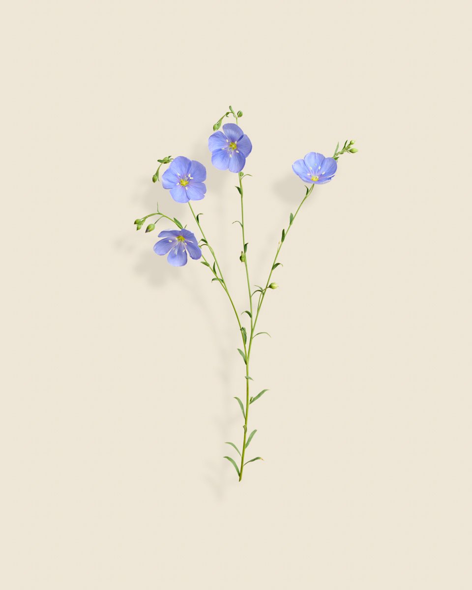 Wild Botanica No 022