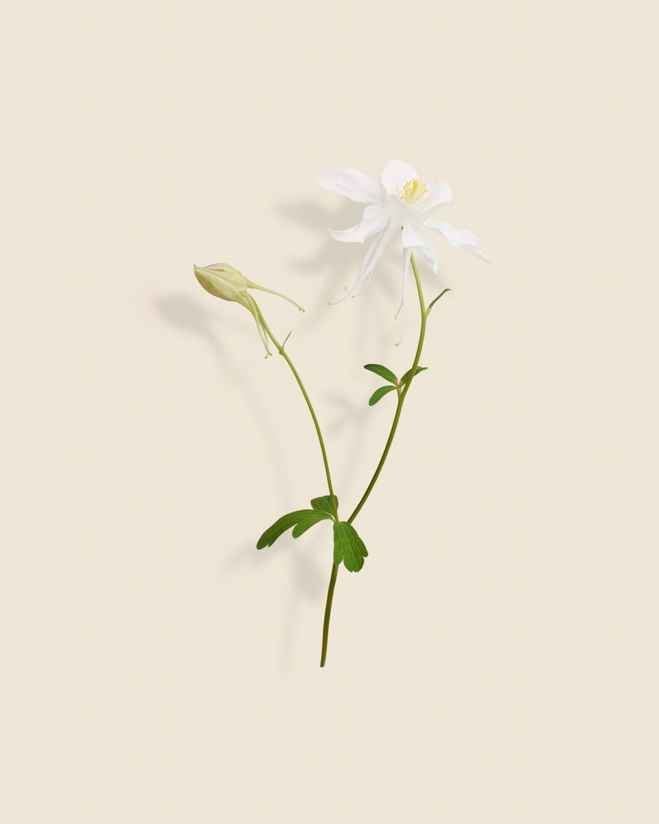 Wild Botanica No 009