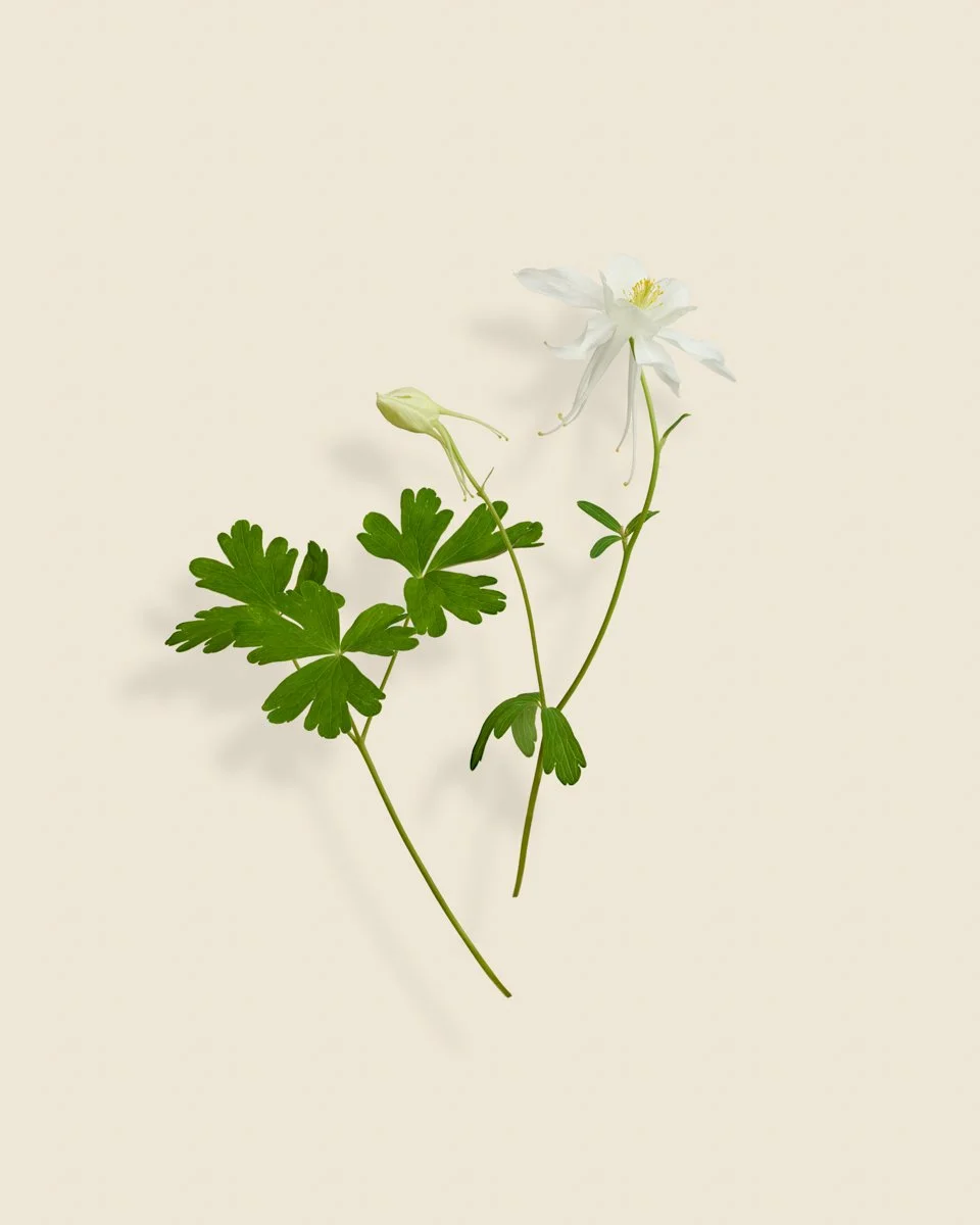 Wild Botanica No 016