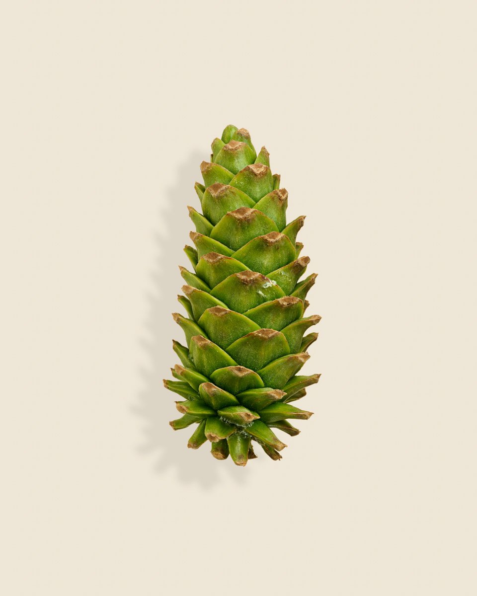 Wild Botanica No 025