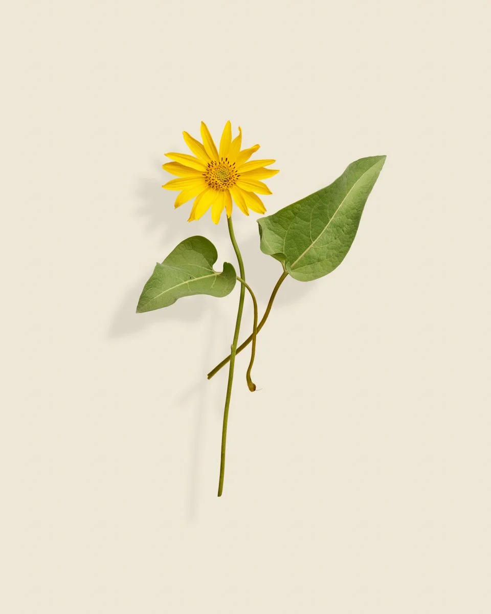 Wild Botanica No 008