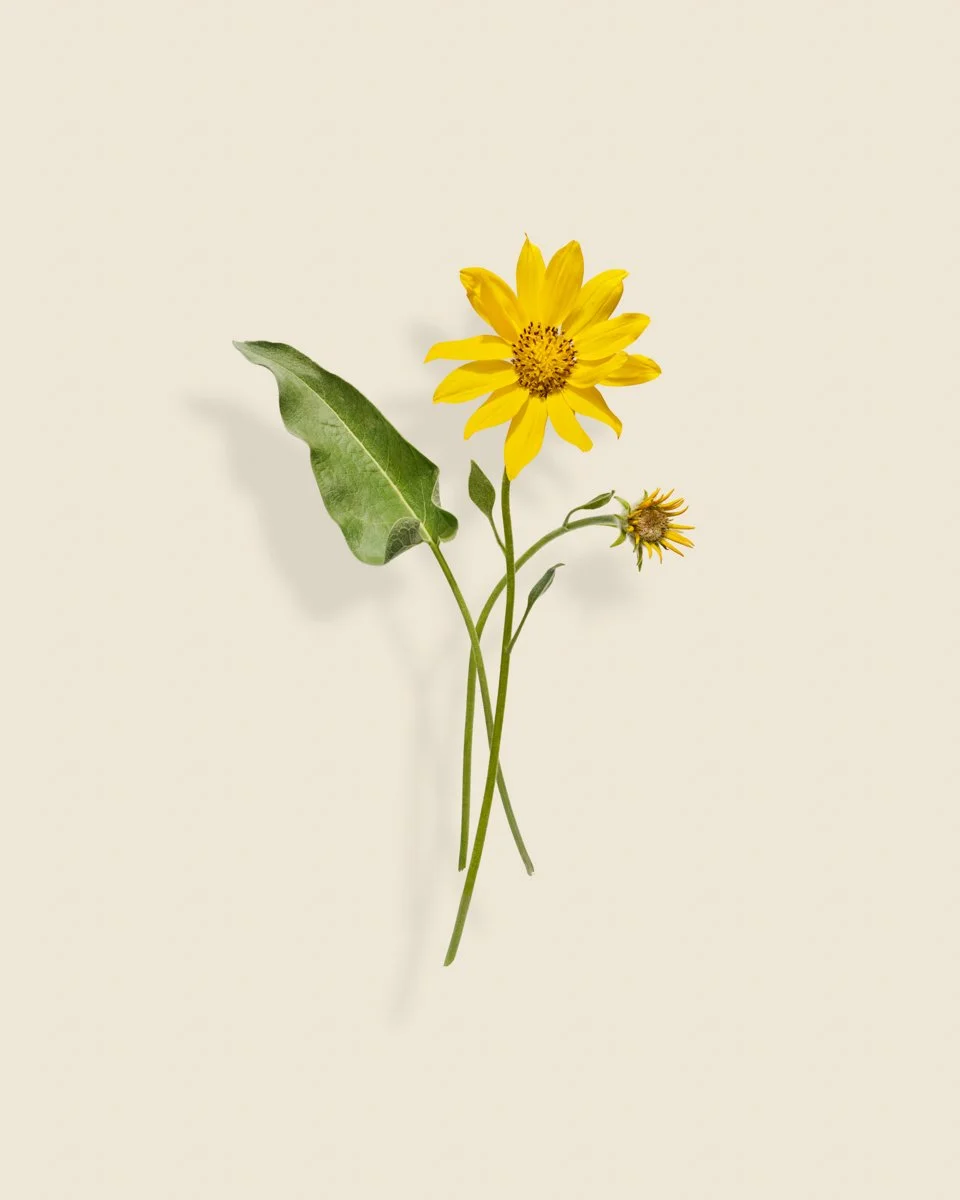 Wild Botanica No 013