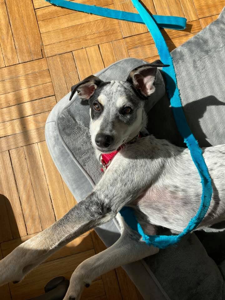 Amy-daisy_adopted.jpg