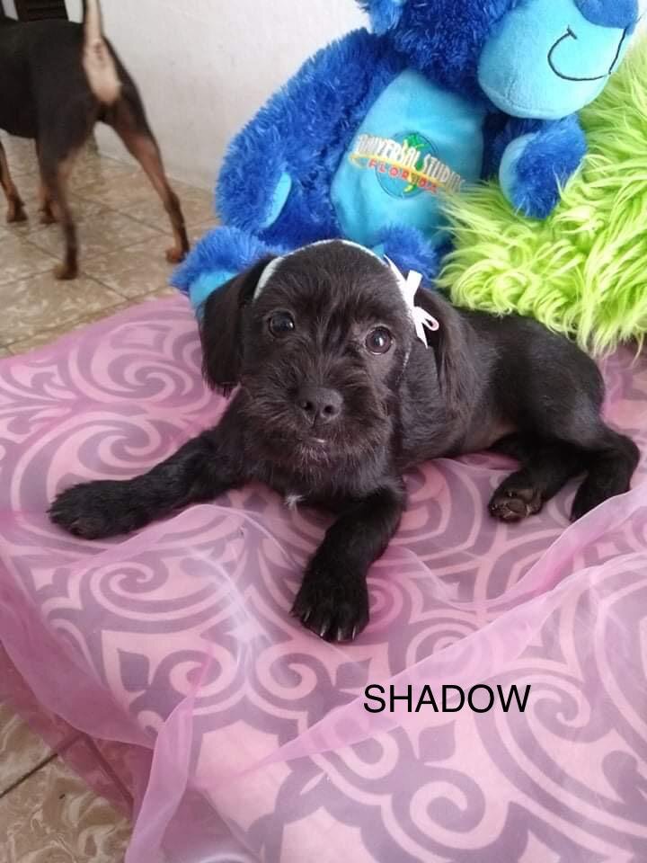 Shadow1.jpeg