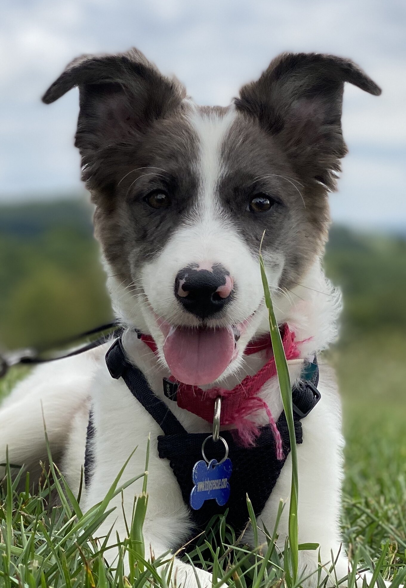 Austin-adopted.jpg
