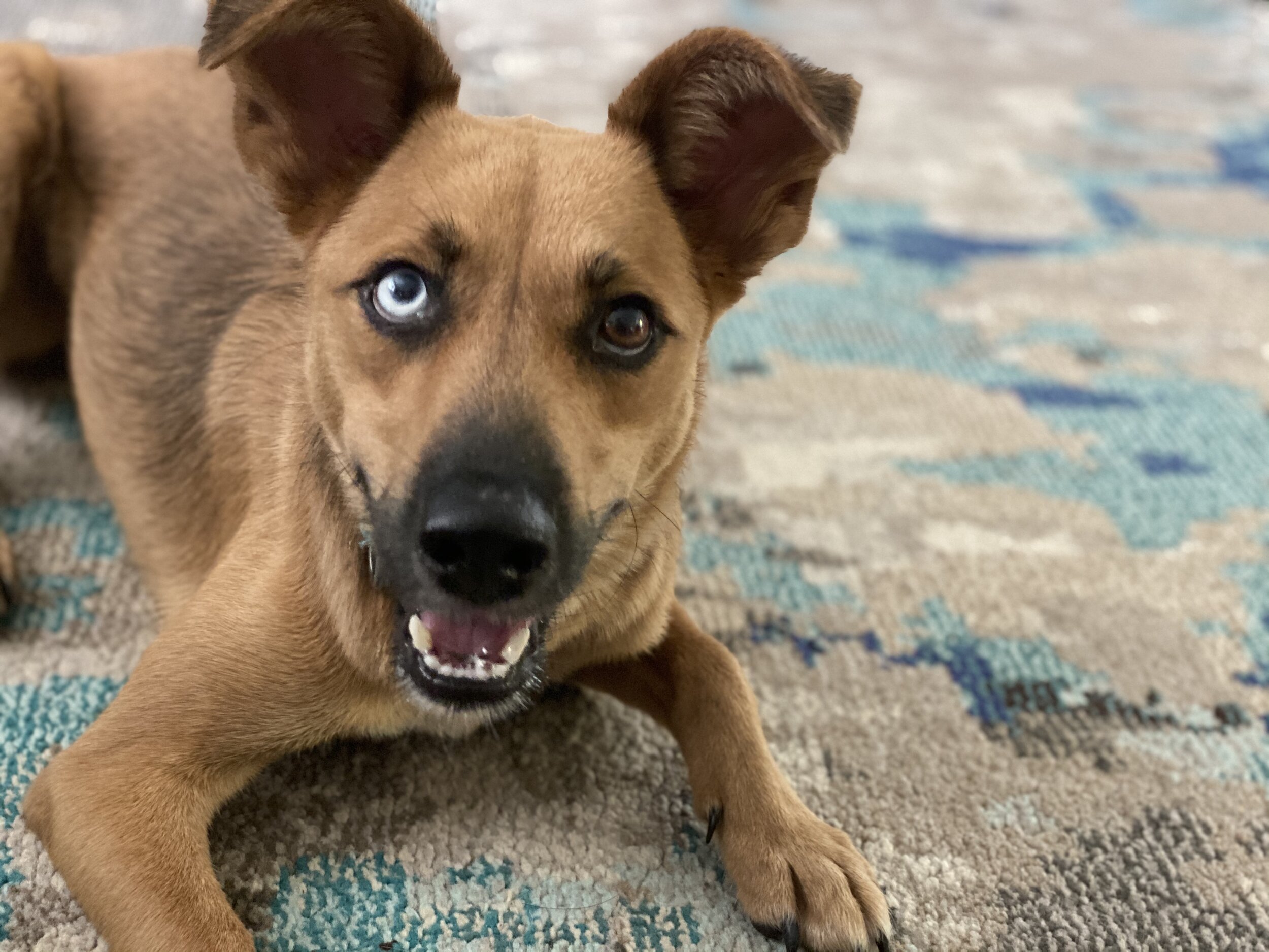 Brownie-adopted.jpg
