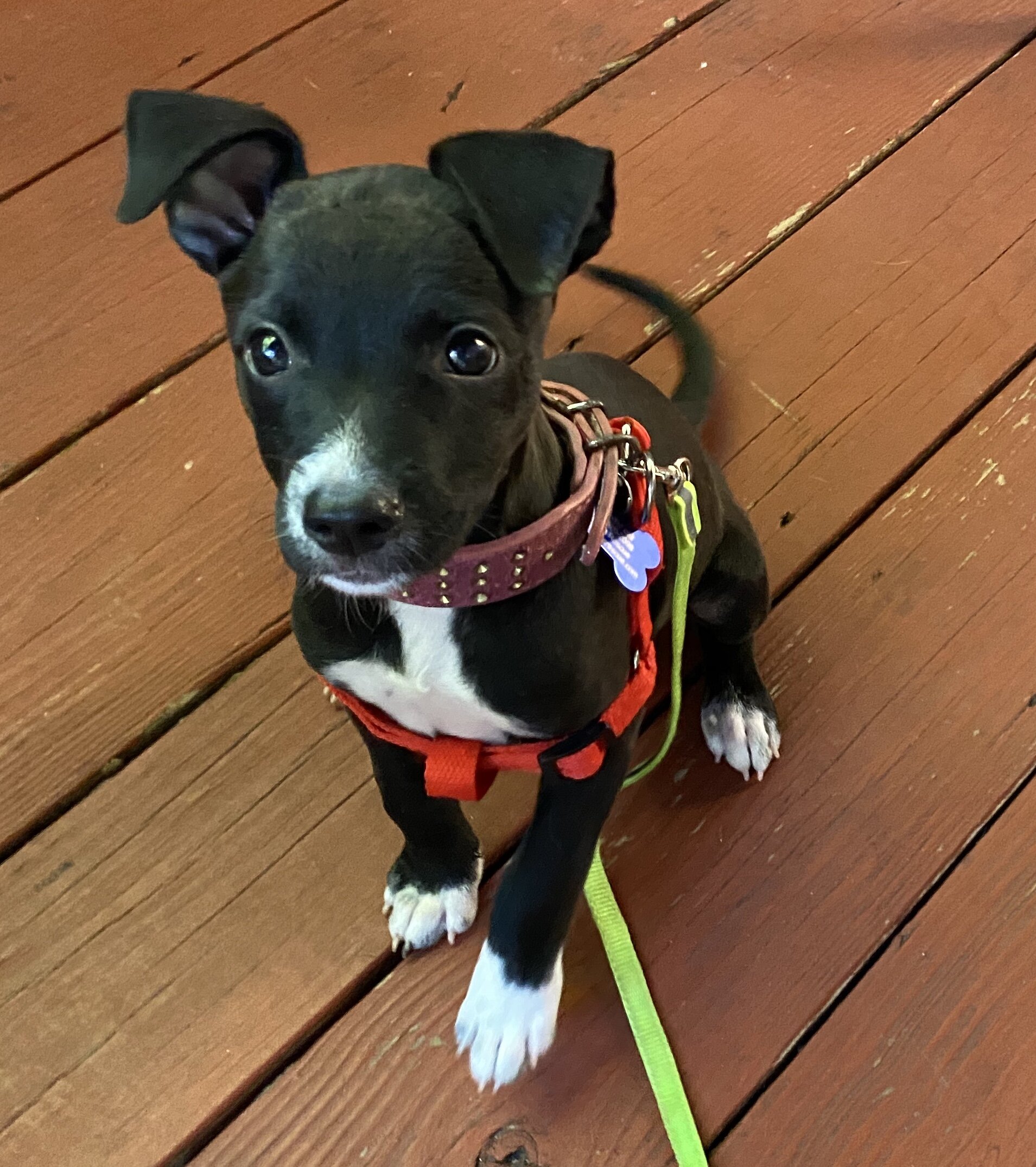 adopted-Sabrina.jpg