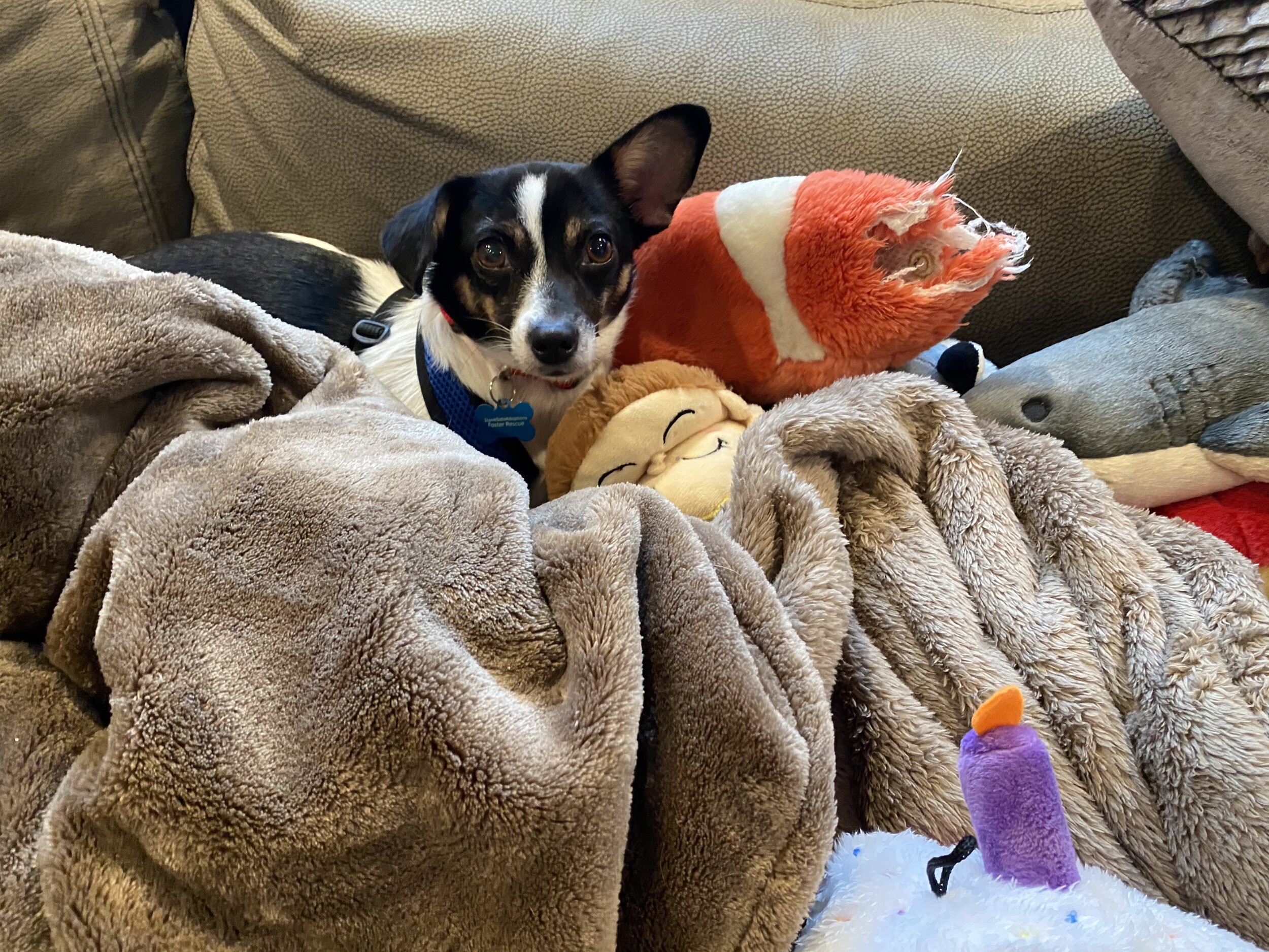 adopted-Brittney.jpg