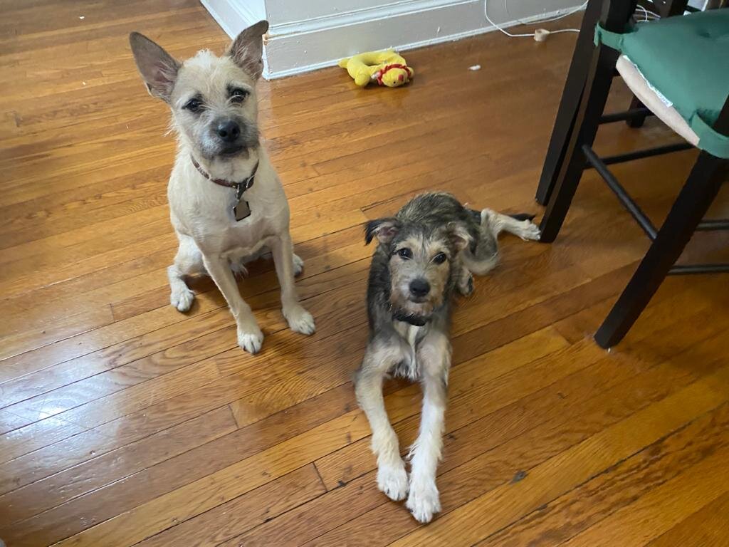 Mikaela-adopted+Kelby.jpeg