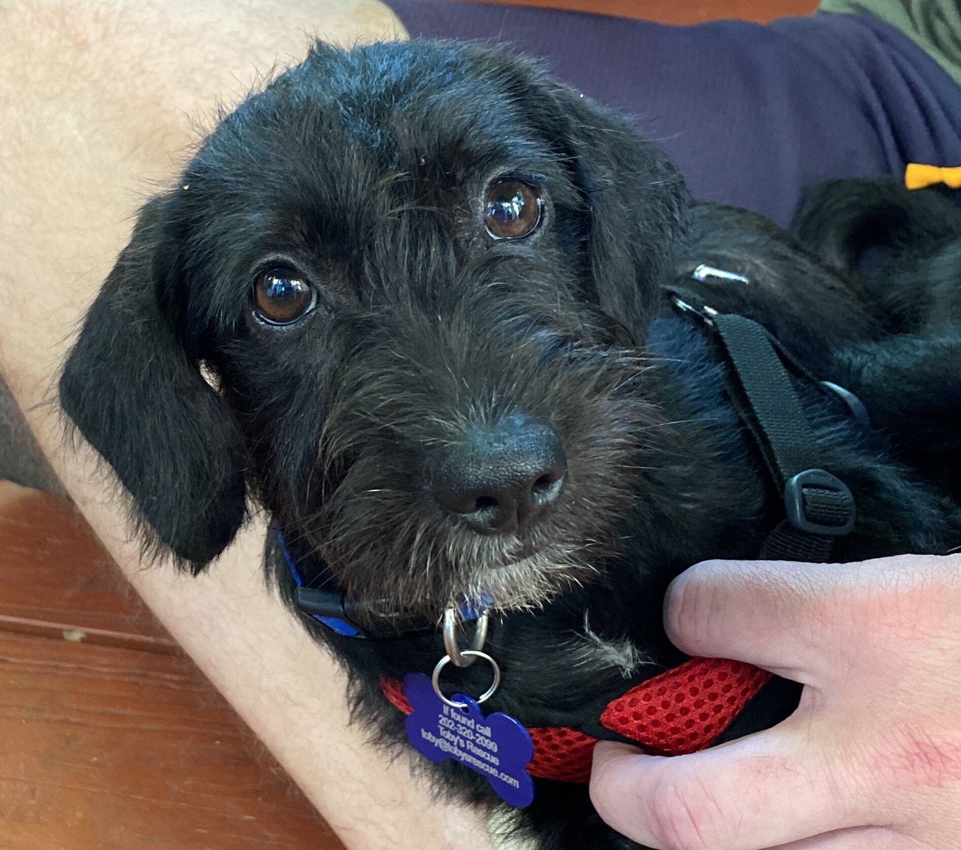 1-Holly adopted.jpg