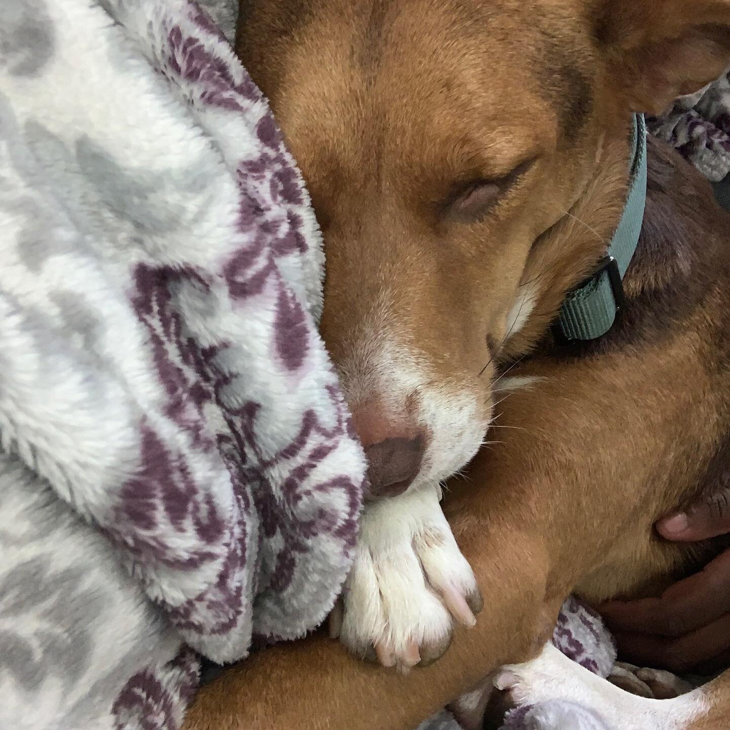 Paco, now Manny, is dreaming of his new great life!  From beach bum pack dog to loved family member!