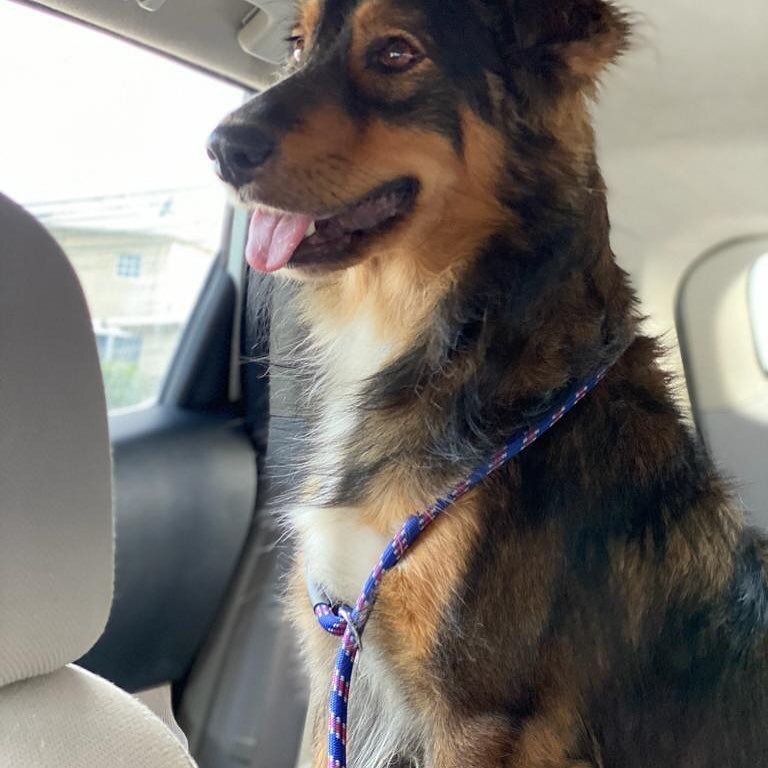 It&rsquo;s gorgeous guy is heading to the groomers, and he&rsquo;s rushing to the airport to get on a flight to come here. He&rsquo;s a big boy and as sweet and loving as can be. If interested, let us know.