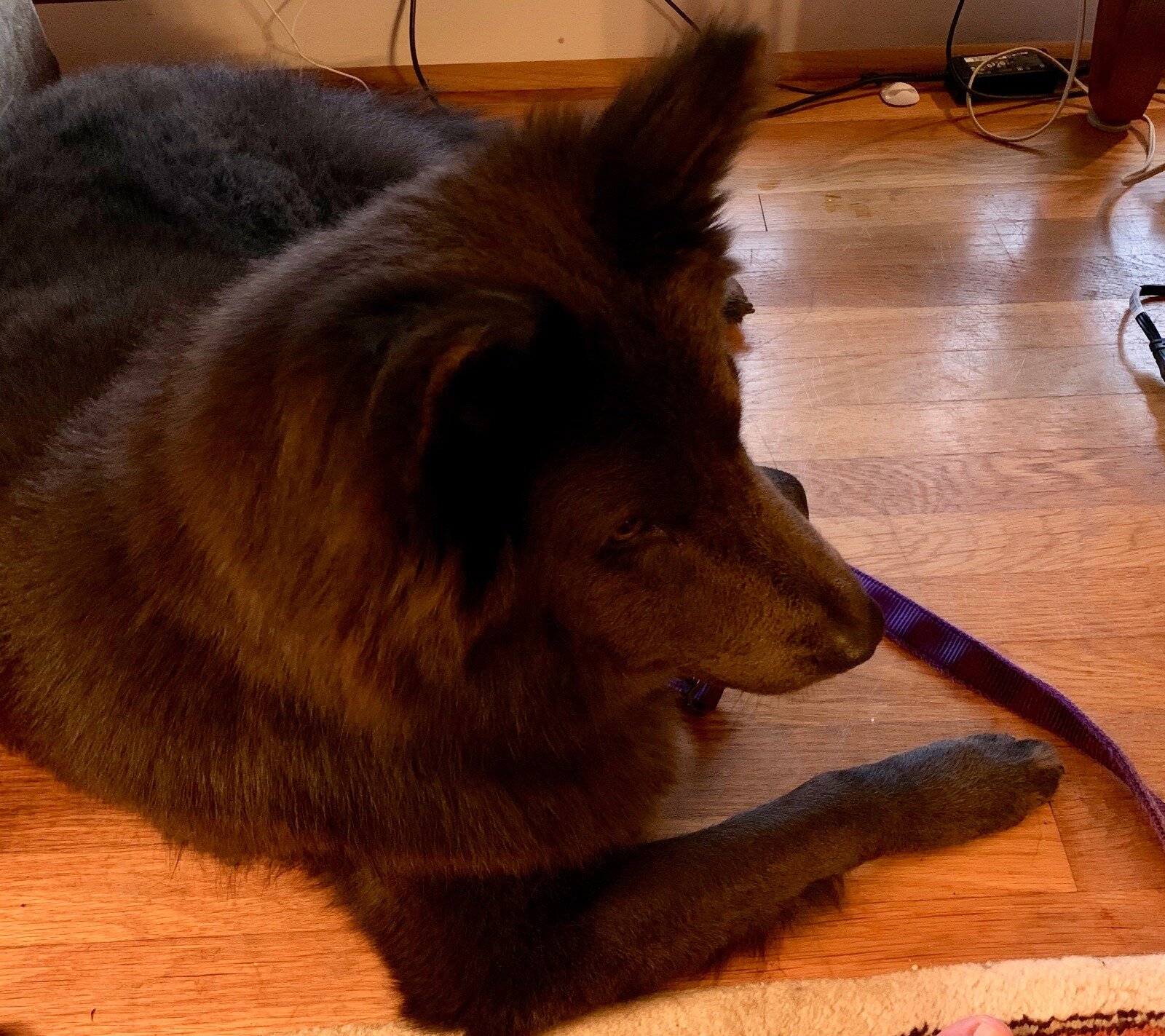 Goldi-Shadow_adoptPending.jpeg