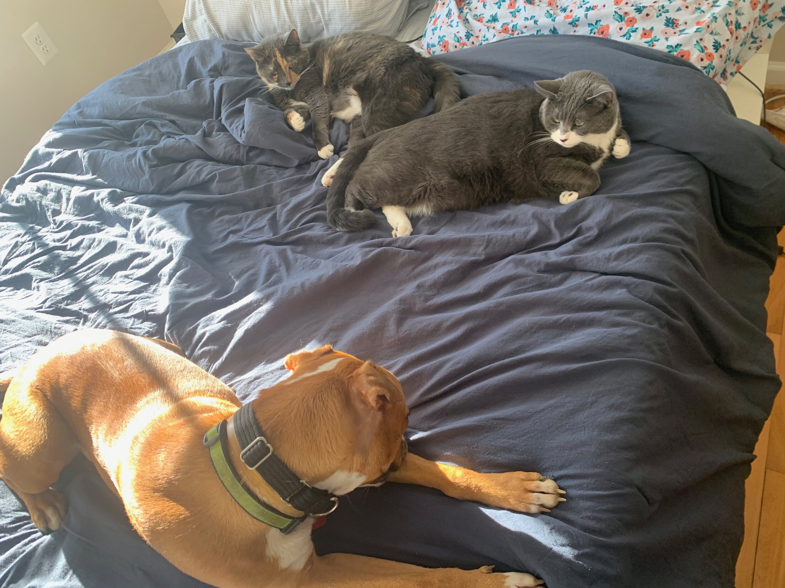 Adopted_Hazel2_Mishi and kitties.jpeg