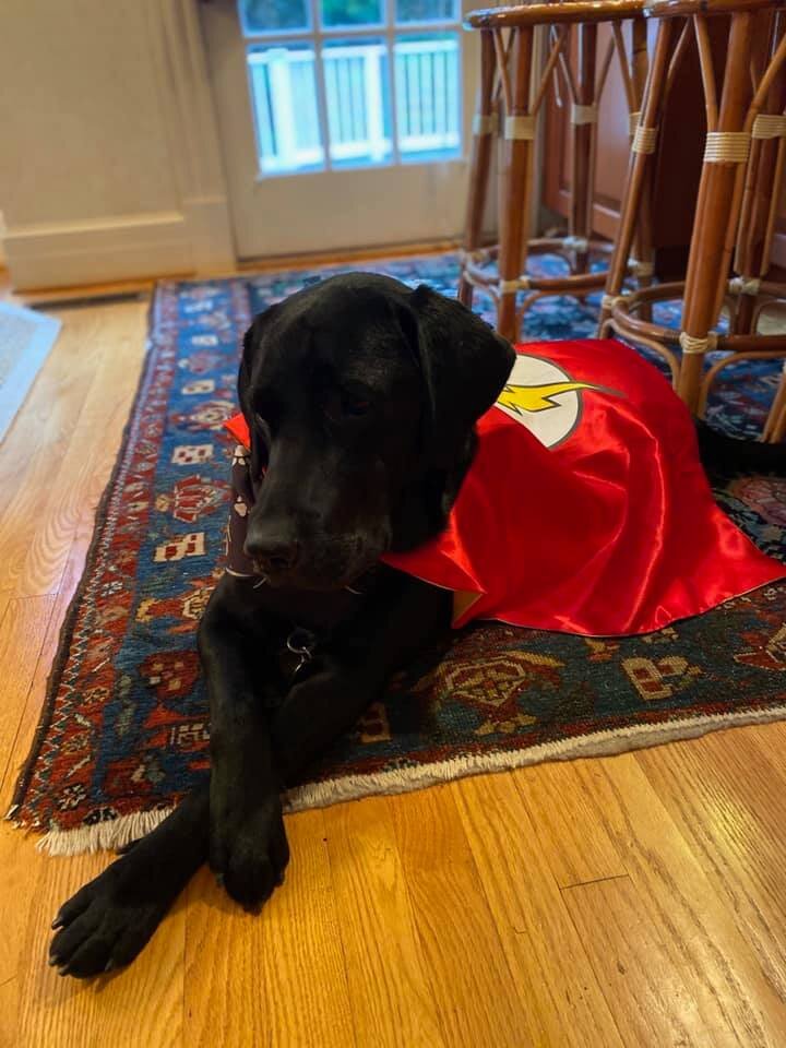 Dante.superdog.jpg