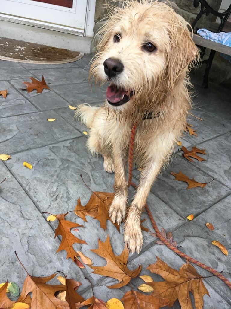 Kahlua-rainy-muddy.jpeg
