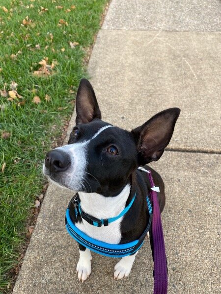 Adopted-Lissy.jpg