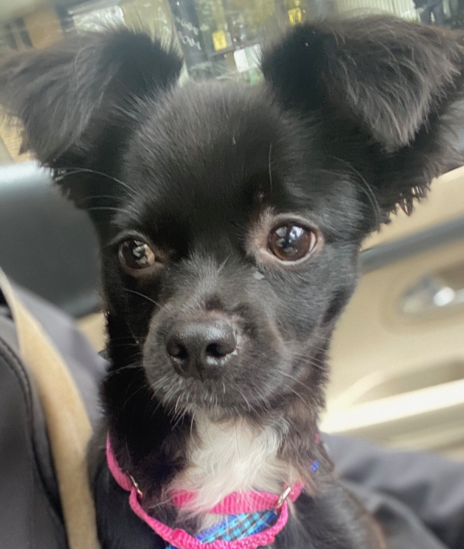 Adopted Sam (Capuli).jpeg