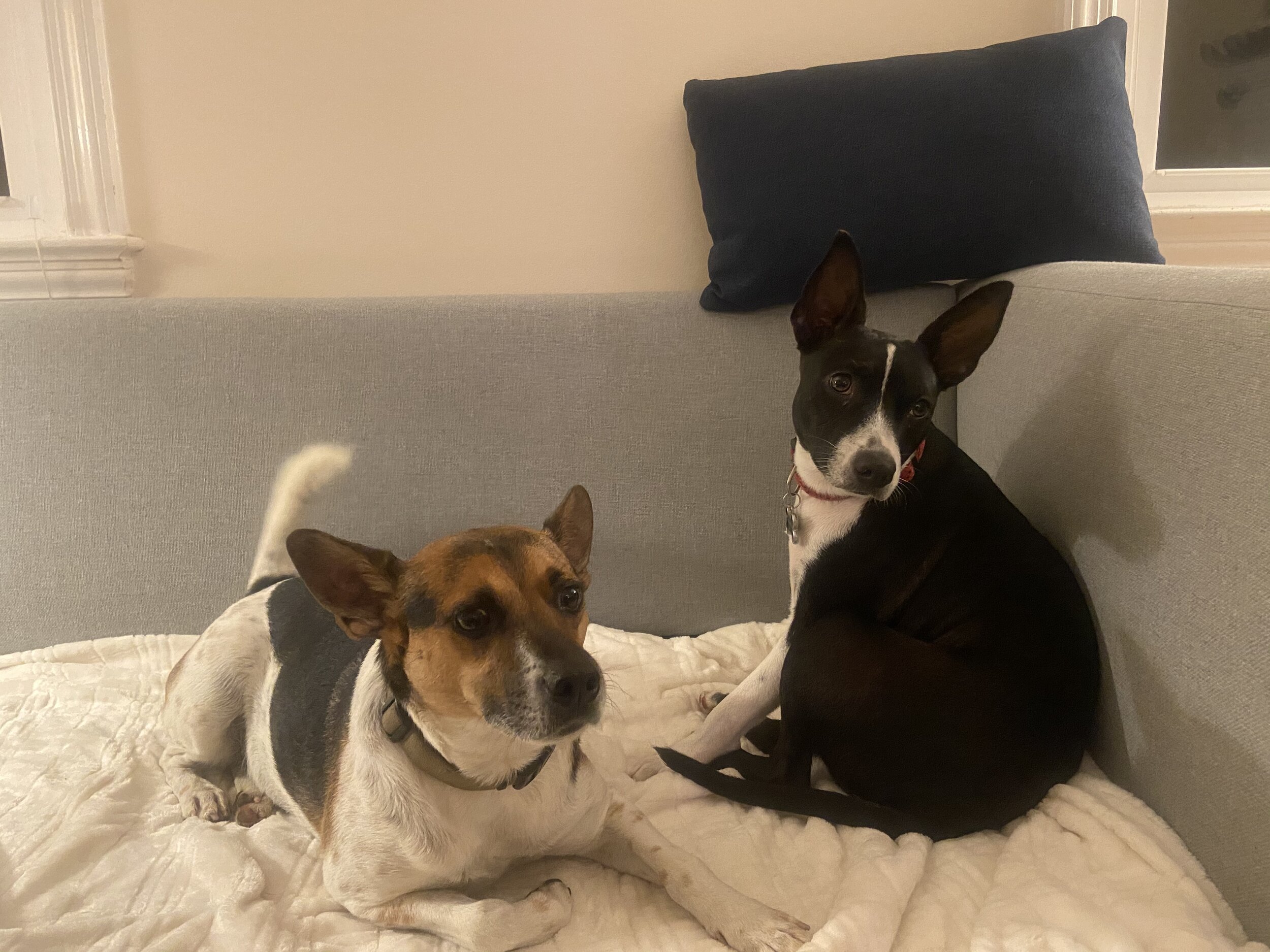 Adopted Lizzy_1.jpeg