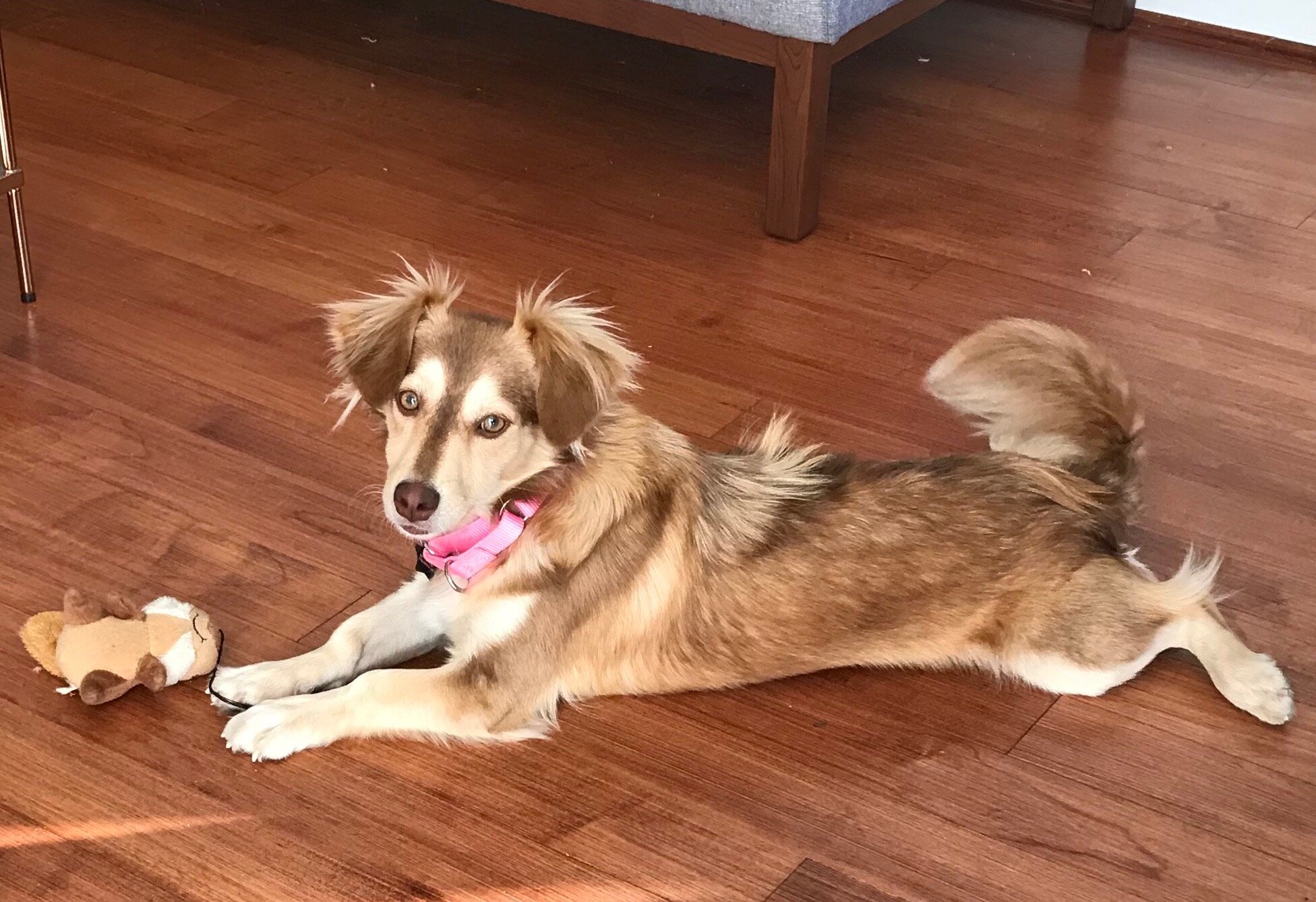 Gorgeous Adopted Alana_Ellie.jpeg