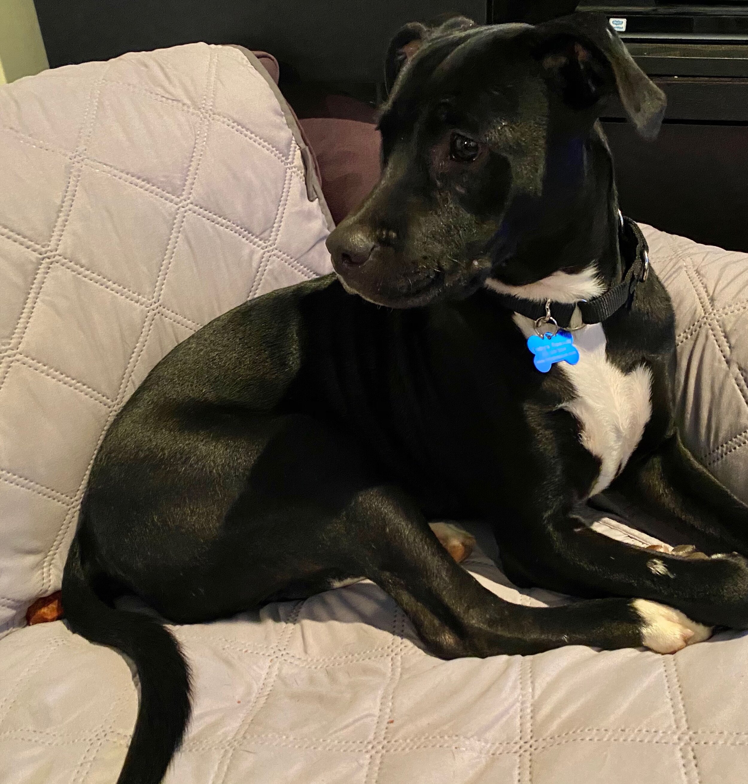 Leo on Sofa.jpeg