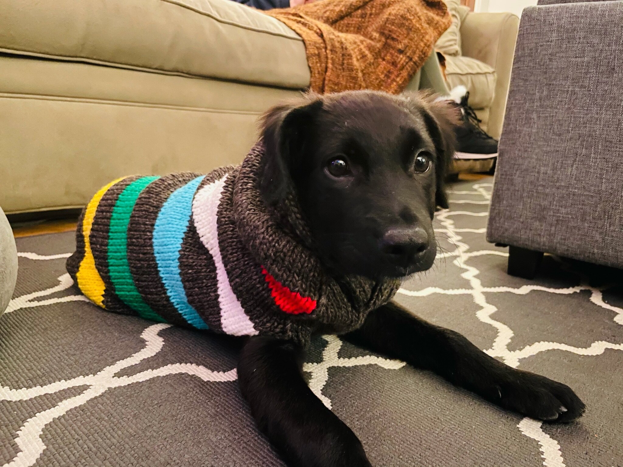 Tommy-adopted.jpg