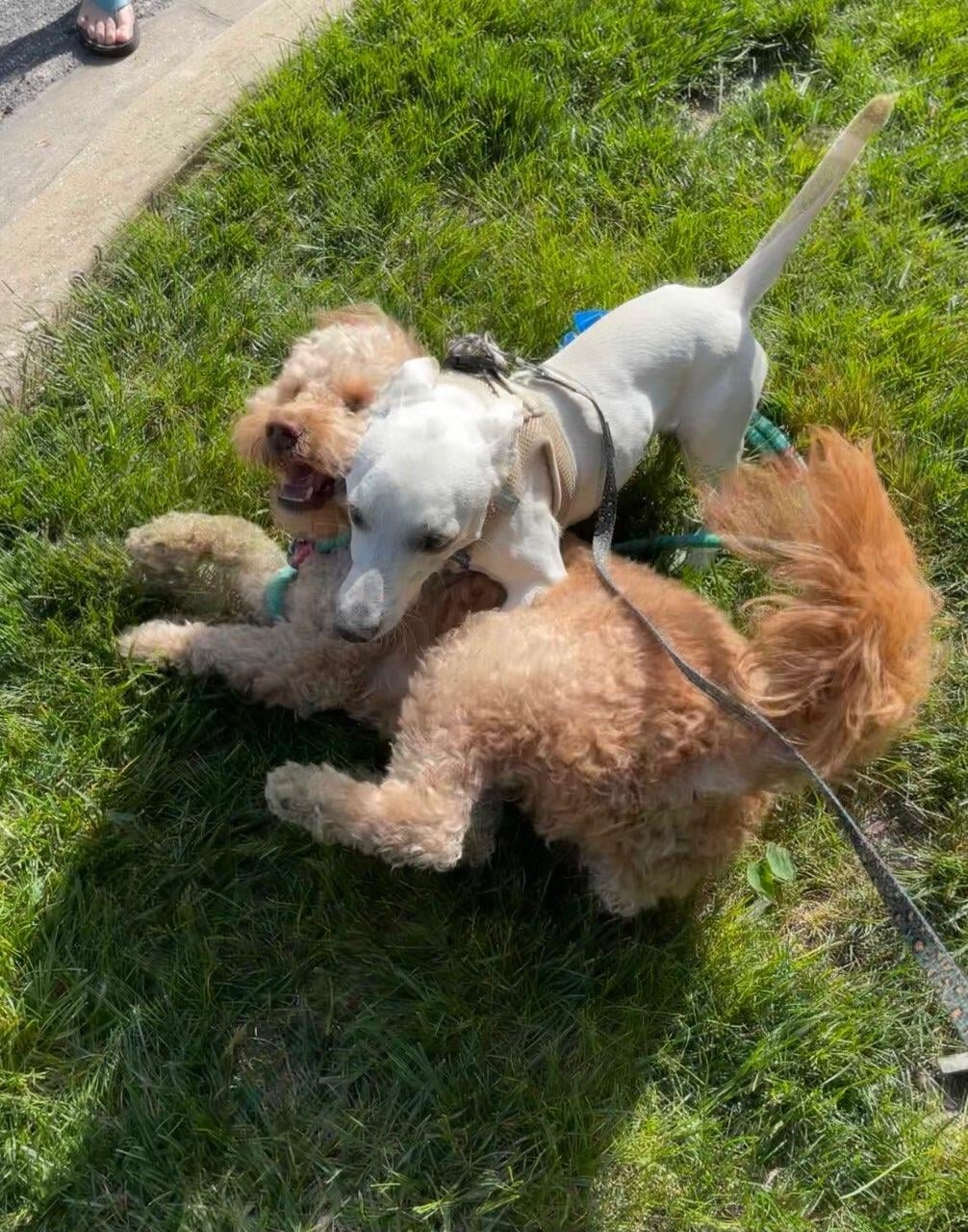 Snowy-Avett_Adopted.jpg