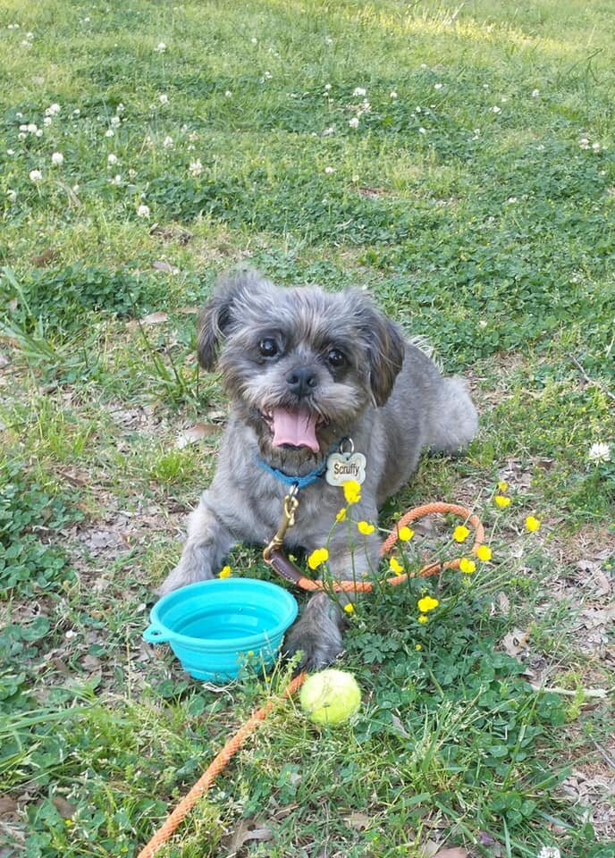 Scruffy-bailey_Adotped-update.jpg