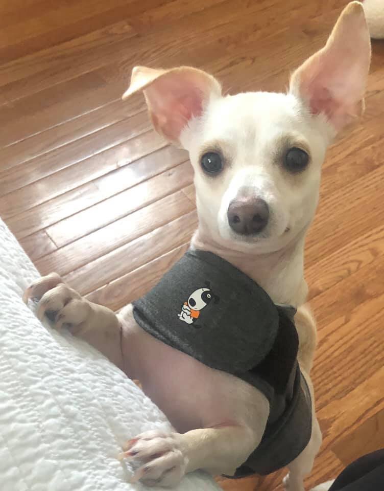 Imani-Pepita_adopted-update.jpg