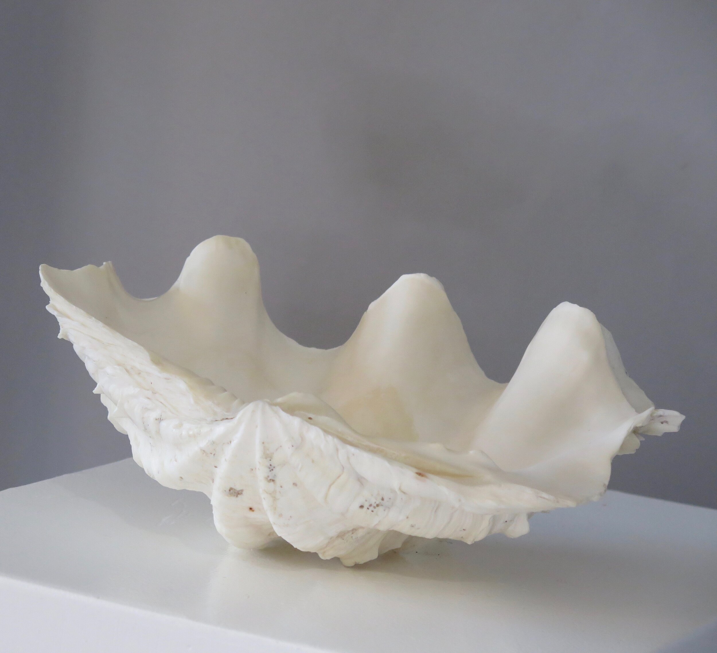 Natural Scalloped Clam Shell Usa — Odyssey Gallery