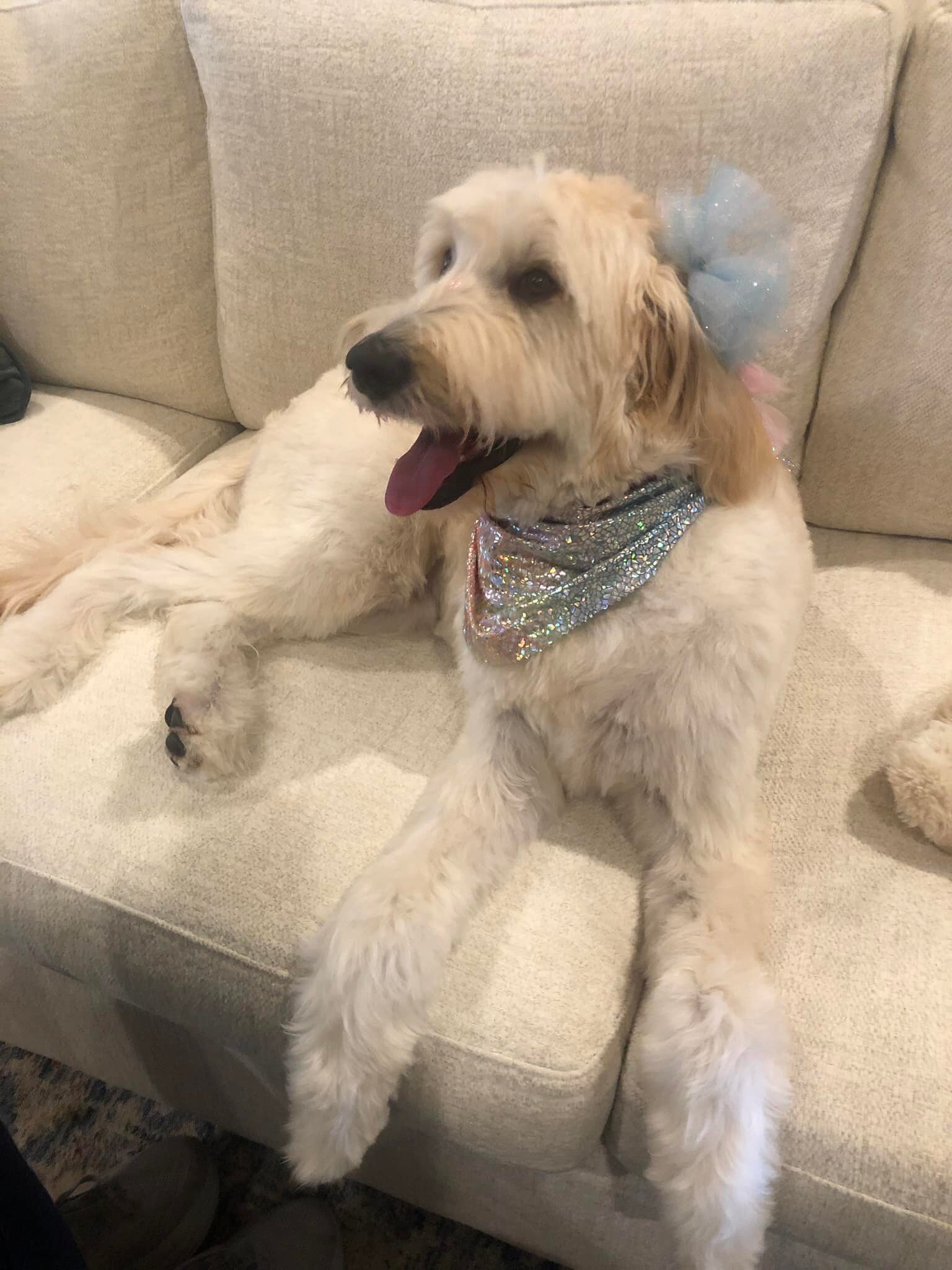 Sadie&rsquo;s ready for the weekend! Posh Paws Professional Dog Grooming, LLC out did themselves! I said I wanted girlie and they delivered!!🥰🥰