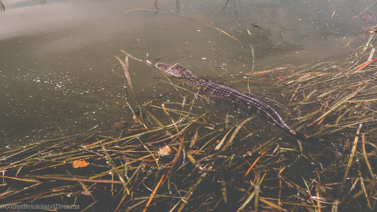 babygatorrr.jpg