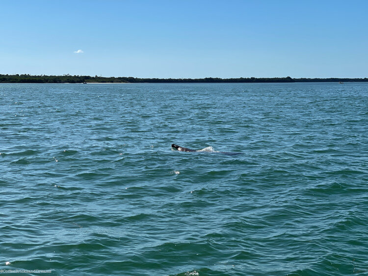 manatee.jpg