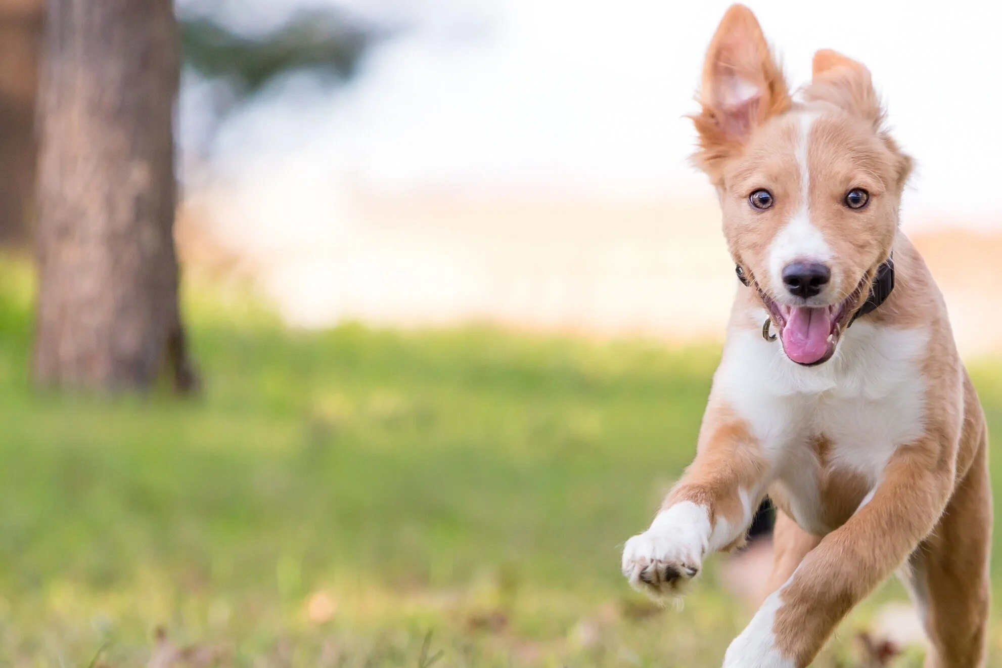бега борзая собака грейхаунд. щенки speed. гончая борзая скорость. самая быстрая собака грейхаунд. вперед собаки.