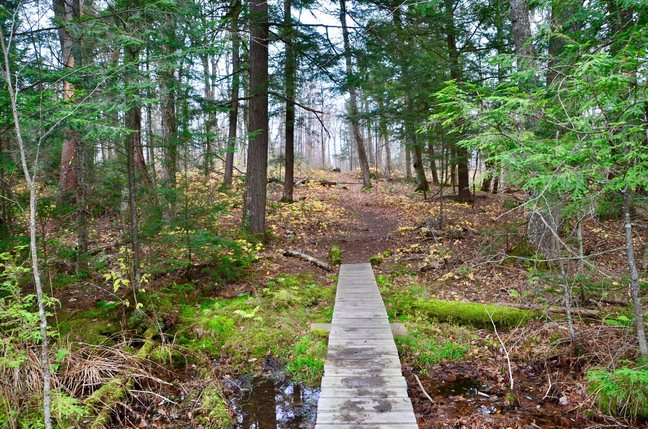 Aldershot Family Health Organization