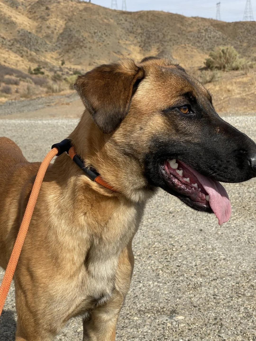 ODIN — Rescue All Dogs