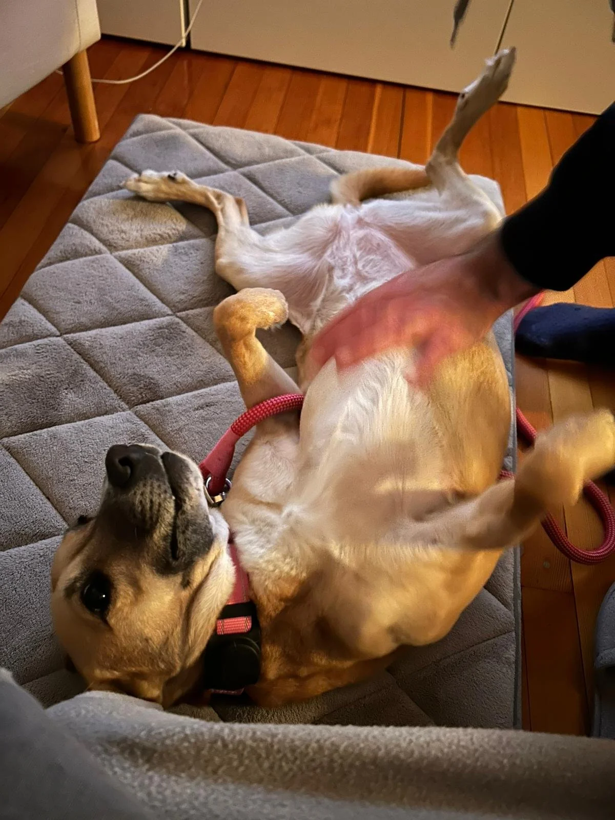 WhatsApp Image 2026-01-31 at 20.13.54.jpeg