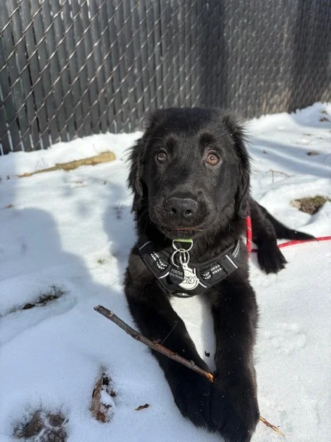 S O U R S T R A P S (applications closed)