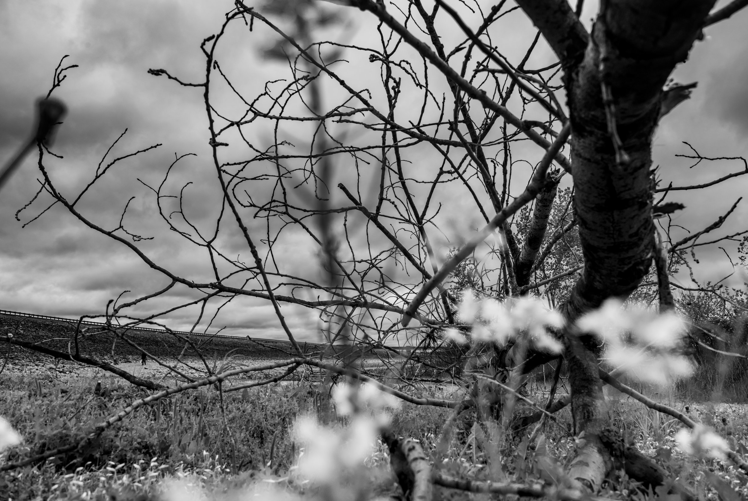 thru grass56-26.jpg