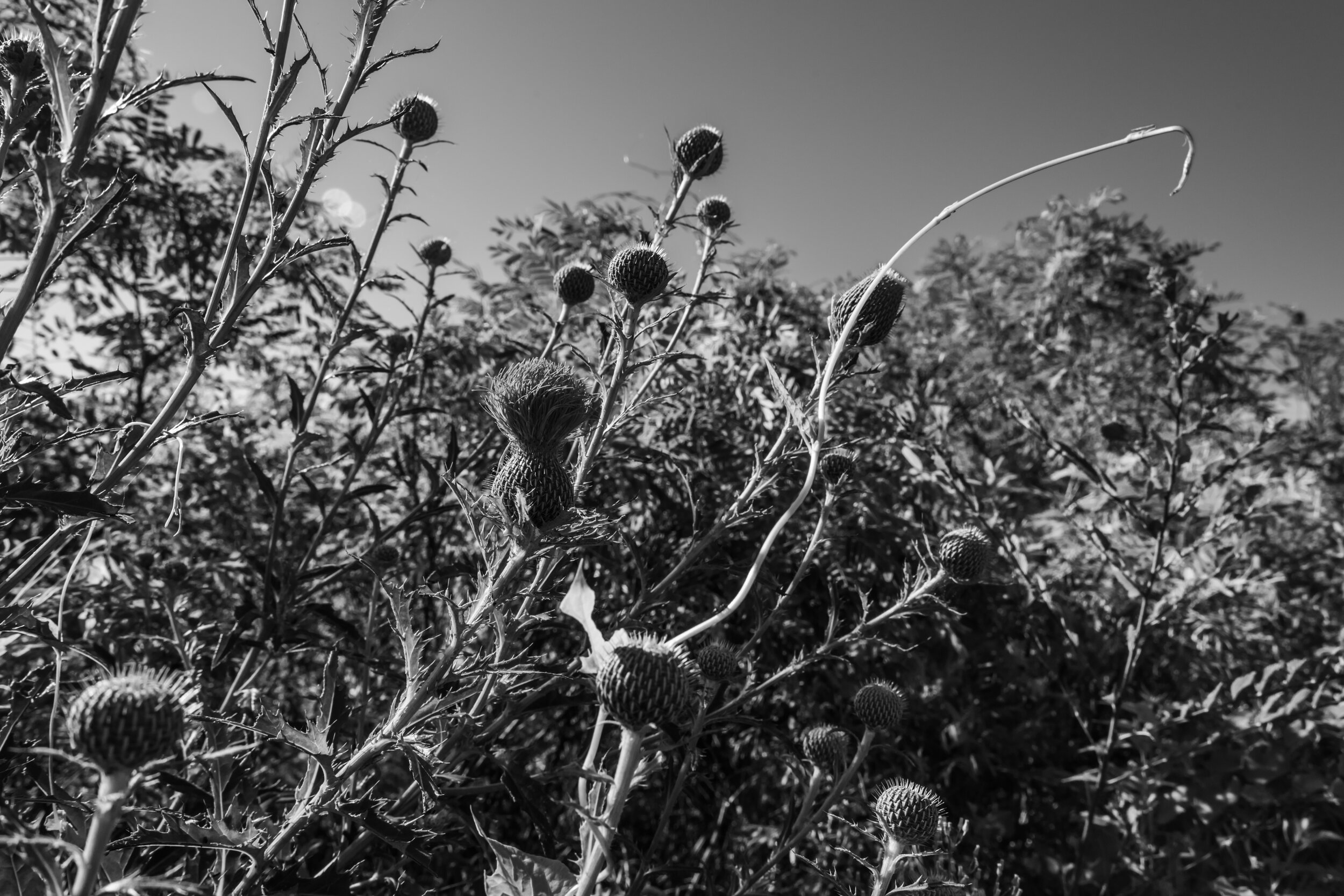 thru grass12-9.jpg