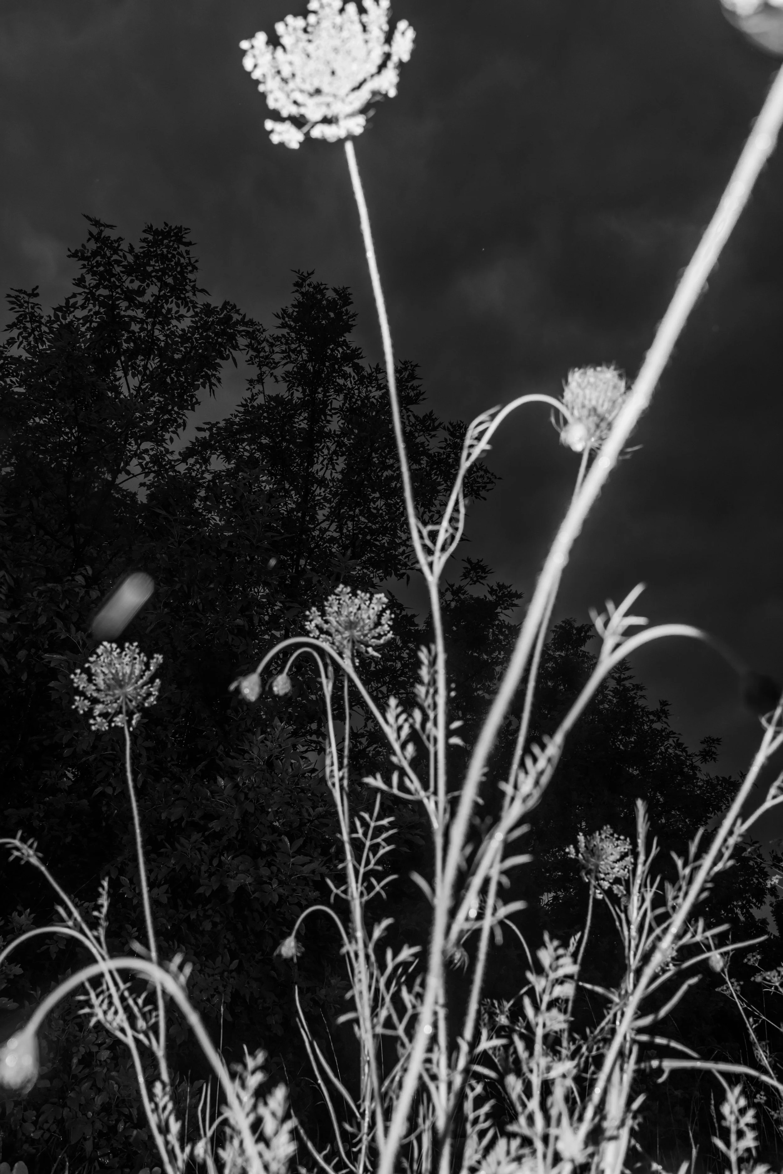thru grass60-34.jpg