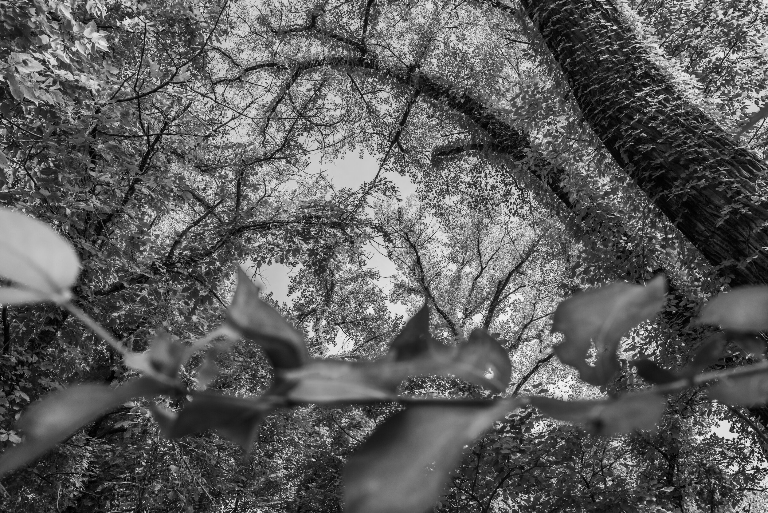 thru grass12-3.jpg