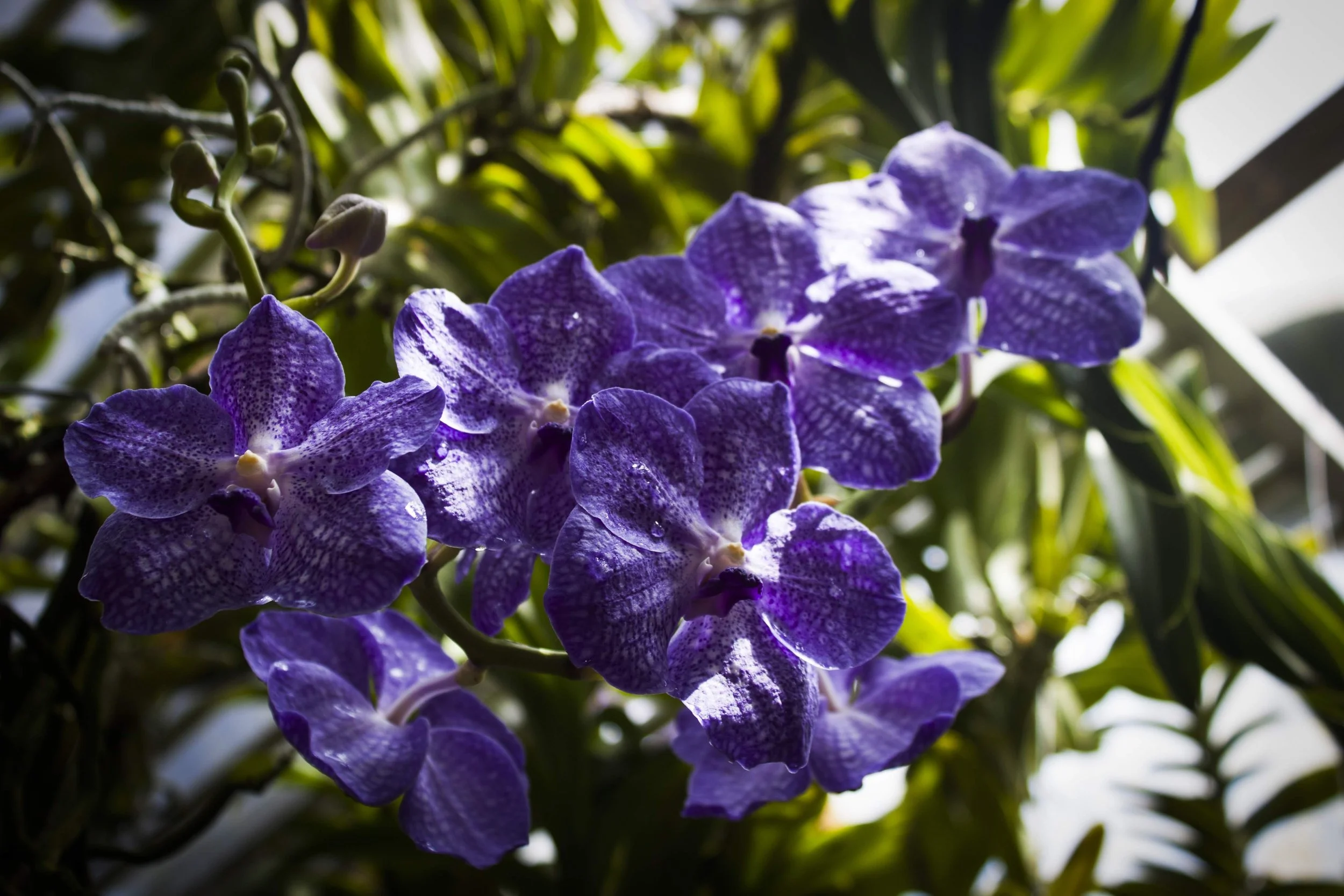 purple.jpg