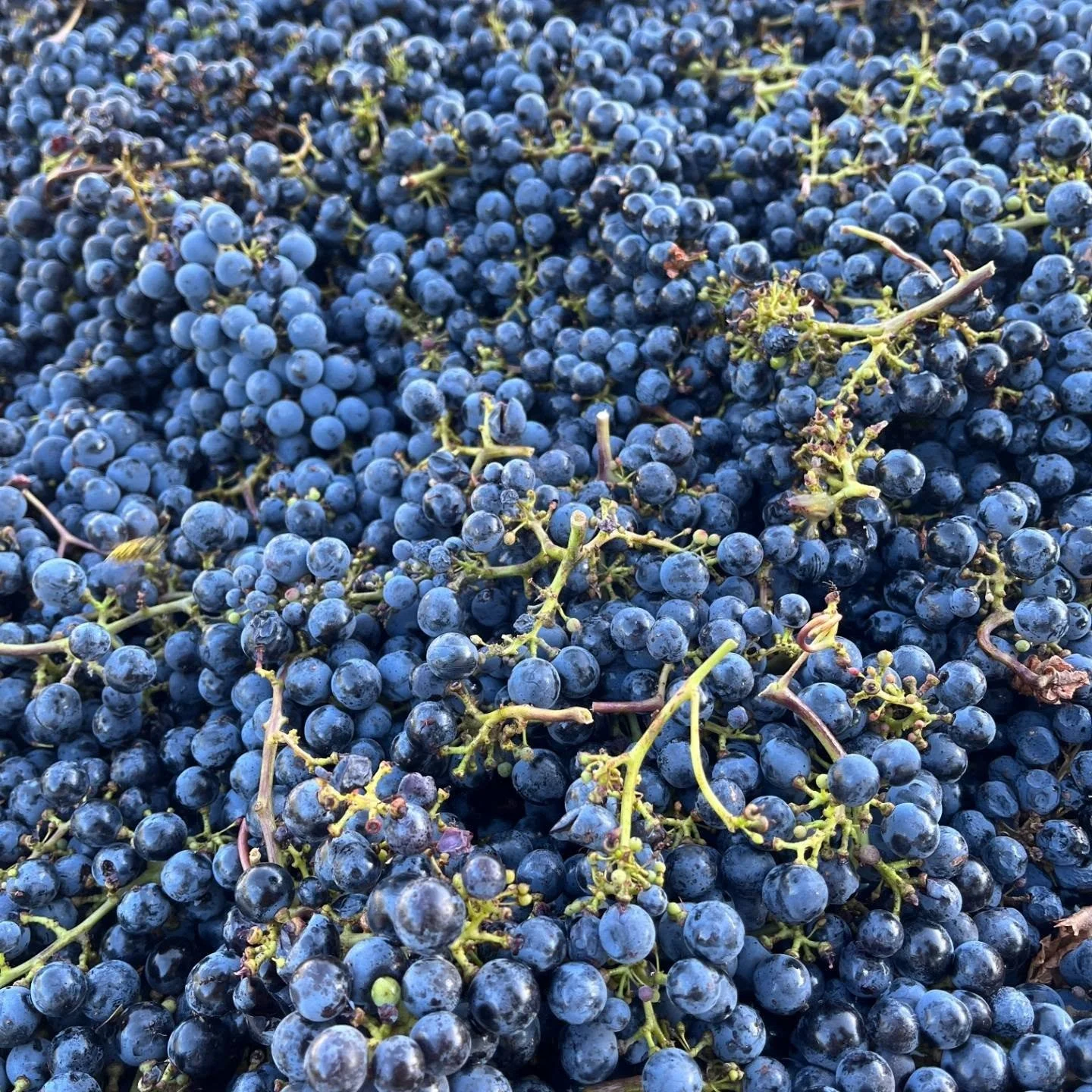 Harvest time 🎑🍇🌞

📍Howell Mountain Vineyards, Napa Valley, CA

Beatty Ranch Cabernet Sauvignon , Beatty Ranch Old Vine Zinfandel,  Petit Verdot

#winerycollectivesf #howellmountainwines #harvesttime #Napa #californiawine