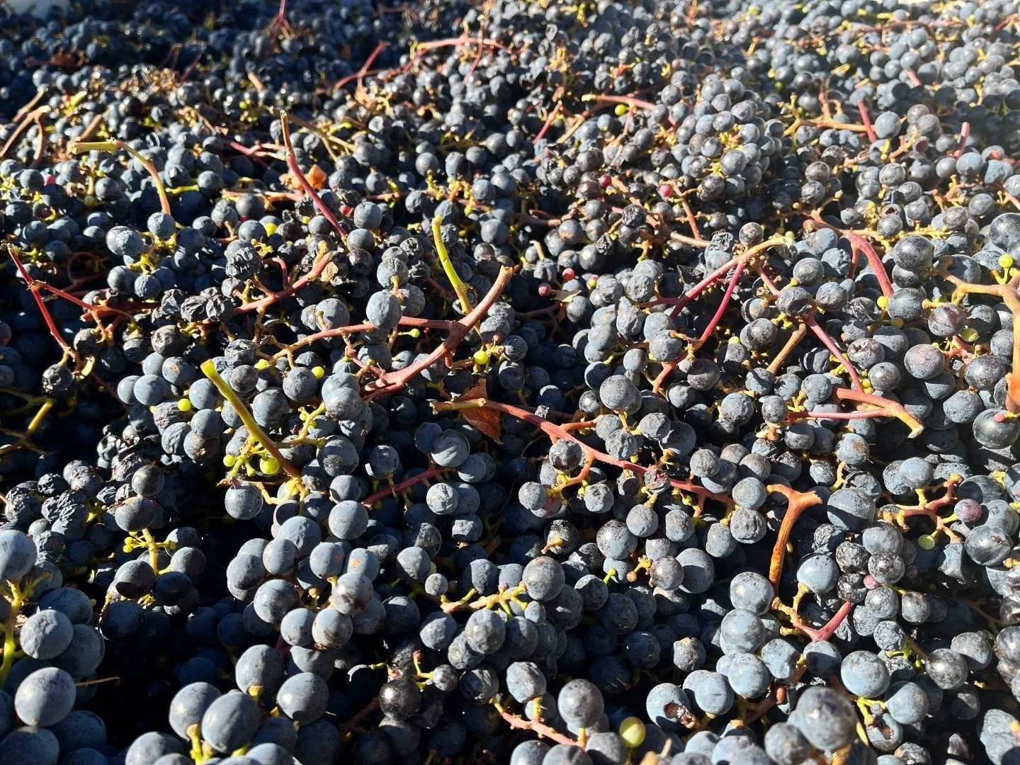 Last days of harvest in Howell Mountain Vineyards,Napa CA 🍇🍷🌞

#winerycollectivesf #howellmountainwines #napa #harvest #califonia