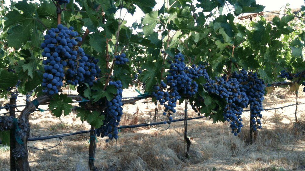 The Best Wine Club — Winery Collective