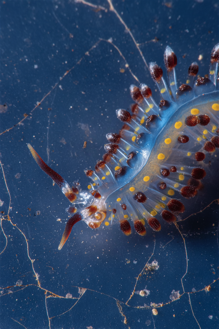 Emerging_from_a_cracked_aquarium_extreme_low-angle_worms-eye__23c80621-8395-435d-9e83-a4c6e8739416_2.png