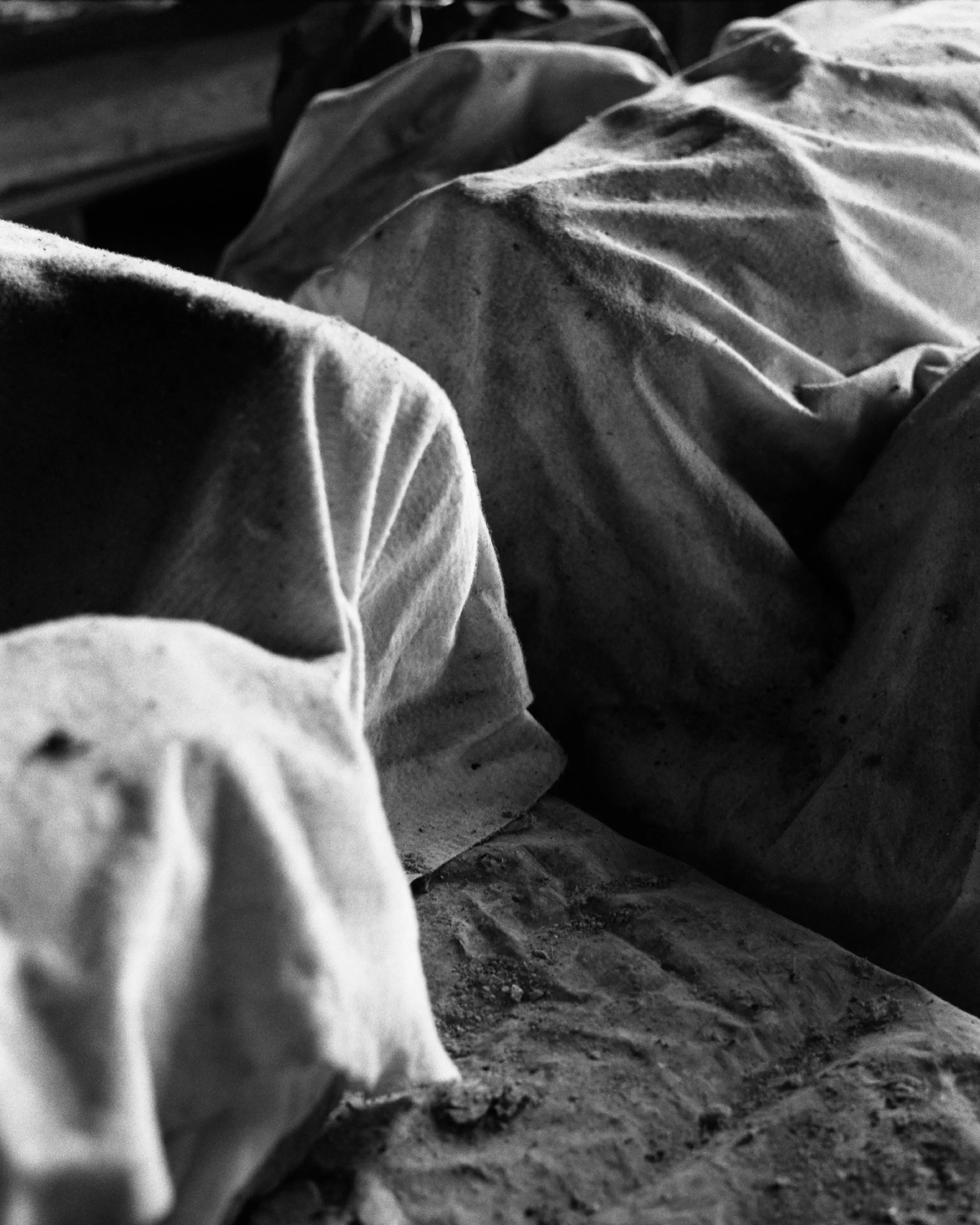 2026_MFA Online Profile_PrunePaycha.jpg