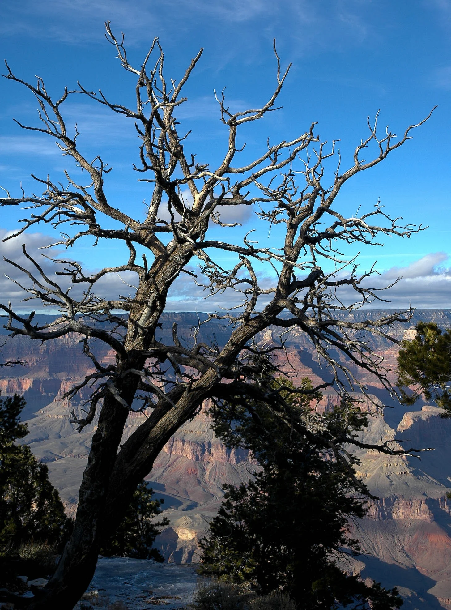 Grand Canyon Blues.jpg