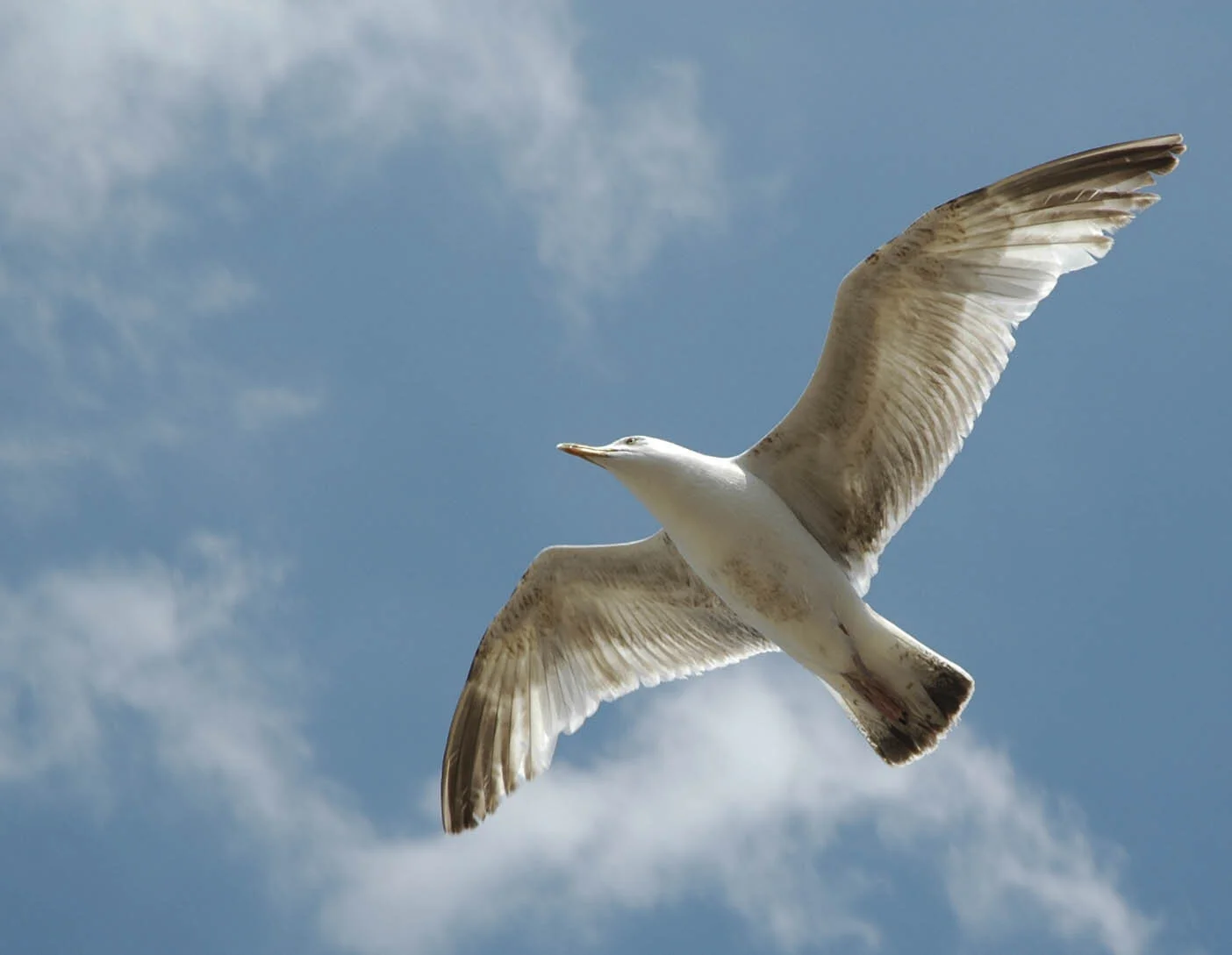 Albatros.jpg